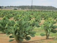 Prickly-potential-cactus-as-grain-alternative-for-dry-climates_large (1)