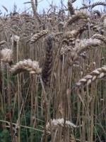 Fusarium head blight in UK wheat harvest 2015