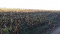 Maize field devastated by drough_Slovakia2