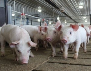 'As emerging markets begin to move up the pig efficiency curve, we want to be there at the onset' - Hamlet Protein eyes potential of Cambodia and Laos