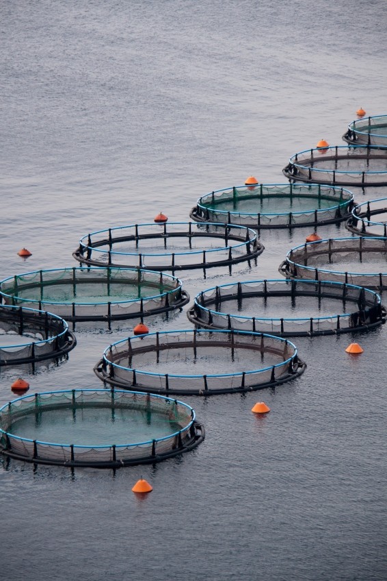 There is a rising demand for fishmeal substitutes from the booming aquaculture sector