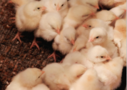 Poultry production and sustainability among topics at IPPE 2016 ©iStock.com