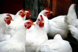 Pressure to ease on Indian poultry producers as soymeal prices predicted to go lower