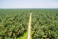 Image: Aerial view of palm oil plantation. Image: Getty/yusnizam
